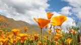 California poppies on a hillside with a blue sky with fluffy clouds in the distance, photo by nkbimages/Getty Images
