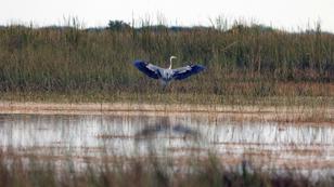 A great blue heron in the sawgrass of the Everglades north of the Tamiami Trail on February 24, 2023, photo by Mike Stocker/TNS/ABACA via Reuters